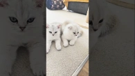 Kittens have grown up, but they still need their mom and her milk