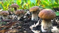 ЩО СТОЇТЬ ПІД ЦИМ ДУБОМ? БУВ ПРИЄМНО ВРАЖЕНИЙ ВІД ТАКОЇ ЗНАХІДКИ!