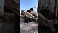Зимняя рыбалка. Толстолоб и щука