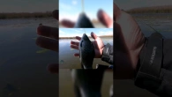 Дубасю карасів на поплавок