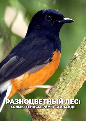 Разноцветный лес: холмы Тенассерим в Таиланде