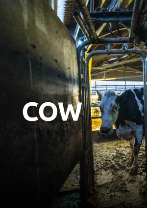 The Cow