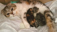 Кошка Лола родила двух прекрасных котят (28 мая 2023 г.)