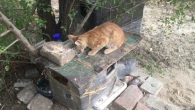 Новий будиночок для вуличних котів