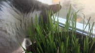 Коти не люблять кімнатні рослини