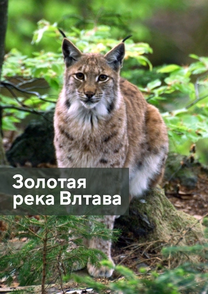 Золотая река Влтава