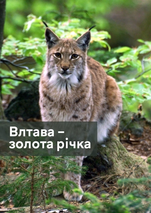 Влтава – золота річка