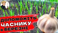 ЗРОБІТЬ ЦЕ В БЕРЕЗНІ ДЛЯ ОЗИМОГО ЧАСНИКУ Це Допоможе Збільшити Врожай Суттєво!