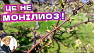 НЕБЕЗПЕЧНА БАКОВА СУМІШ: Чому Сохне Вишня і Що Робити. Помилки при весняній обробці дерев.