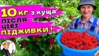 ВРОЖАЙ БУДЕ ПОТРІЙНИМ! Секрети підживлення смородини після збору