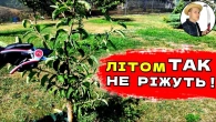 ЗНАЧНО ПРИСКОРИМО РОЗВИТОК: Літня обрізка яблуні в перший рік
