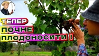 ОСТАННЯ Обрізка Літом Молодих Саджанців - абрикос, персик, слива, вишня