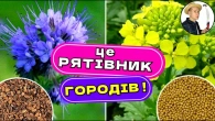Фацелія КРАЩЕ ГНОЮ - секрет родючого ґрунту без бур'янів!