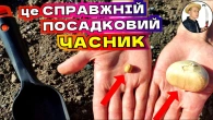ЧАСНИК МУТУЄ! Як обрати озимий часник для посадки 2025