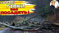 Дрова з узбіччя — чи можна забирати повалені уздовж доріг дерева та гілки
