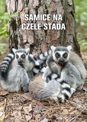 Samice na czele stada — plakat