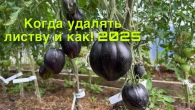 Удалять листву на томатах или нет! От начала и до конца!