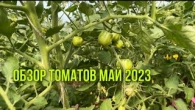 Обзор теплиц с томатами, обзор участка. Май 2023