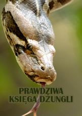 Prawdziwa Księga Dżungli — plakat