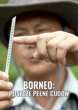 Borneo: puszcze pełne cudów — plakat