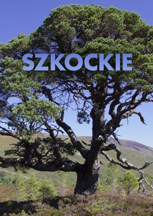 Szkockie sosny
