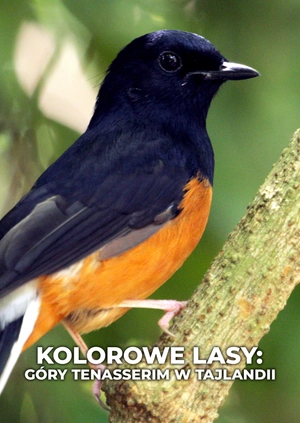 Kolorowe lasy: góry Tenasserim w Tajlandii