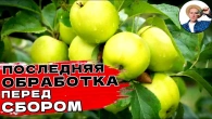 СДЕЛАЙ ТАК и Яблоки Сохранятся до Лета! 2 обработки перед сбором + правила хранения