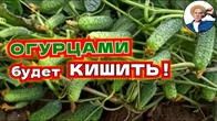 ОГУРЦЫ НЕ РАСТУТ и завязь опадает? Спасем и будут плодоносить непрерывно!