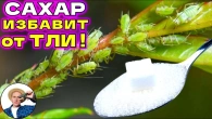 Тля в саду и огороде? Все способы борьбы с вредителем!