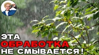 ПОСТОЯННО ИДУТ ДОЖДИ. Почему мой сад не болеет даже после ливней?