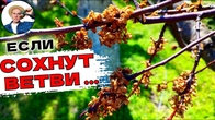 ЭТО УНИЧТОЖИТ ВАШ САД. Бактериальный Ожог Как Лечить и Почему Растение Болеет