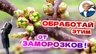 ДО и ПОСЛЕ ЗАМОРОЗКОВ: Антистресс Обработки Сада от Весенних Заморозков