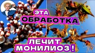 НАЧАЛО ЦВЕТЕНИЯ: Архиважная Обработка от Монилиоз Абрикоса и Персика! Сейчас Решается Все!
