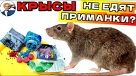 Крысы Не Едят Яд: Почему Яд Не Помогает и Что Делать?