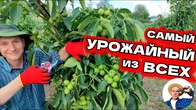 Летняя обрезка КОТОРУЮ НИКТО НЕ ДЕЛАЕТ вас поразит урожай грецкого ореха!