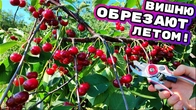 Окончательная обрезка вишневого дерева в июне — пошаговое руководство!
