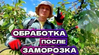 ВАЖНО !! Чем обработать после заморозков и перед потеплением весь сад