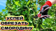 БОЛЬШЕ УРОЖАЯ С КАЖДОГО КУСТА! Обрезка и формирование смородины весной и летом