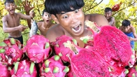 Exotic Rainforest Survival: Picking and Savoring Dragon Fruits in the Wild!