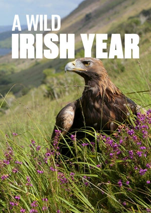 A Wild Irish Year