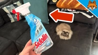 Spray Glass Cleaner on your Couch and WATCH WHAT HAPPENS(Genius)