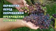 Обработка для созревания. Прекращение поливов.