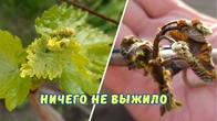 Этот год без урожая, сад и виноград после заморозков.