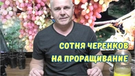 Упрощённое укоренения черенков инжира.