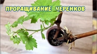 Проращивание черенков винограда.