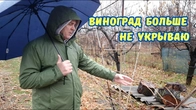 Виноград не укрываю и не влагозаряжаю.