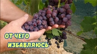 Удаляю без сожаления. Перспективы на винограднике.