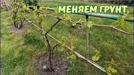 Меняем грунт на винограднике.