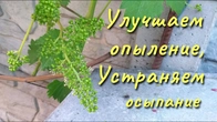 Причины осыпания завязи и плохого опыления винограда.