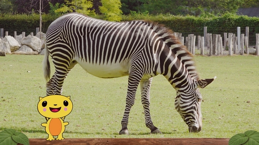 Kiku at the Zoo